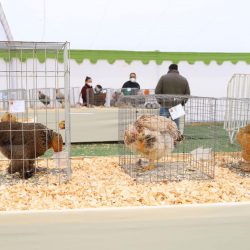 Encuentro de avicultura y cunicultura El Tabo